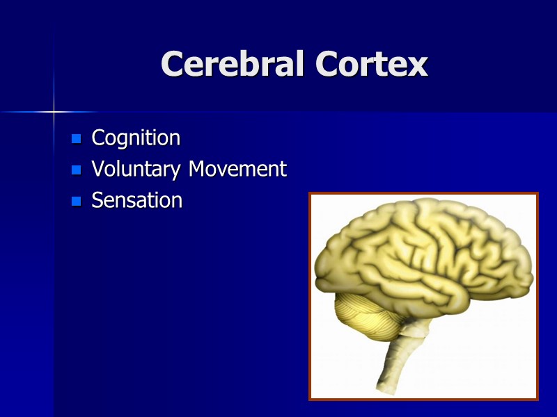 Cerebral Cortex Cognition Voluntary Movement Sensation